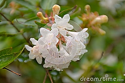 Brigh white abelia grandiflora flowers in the park Stock Photo